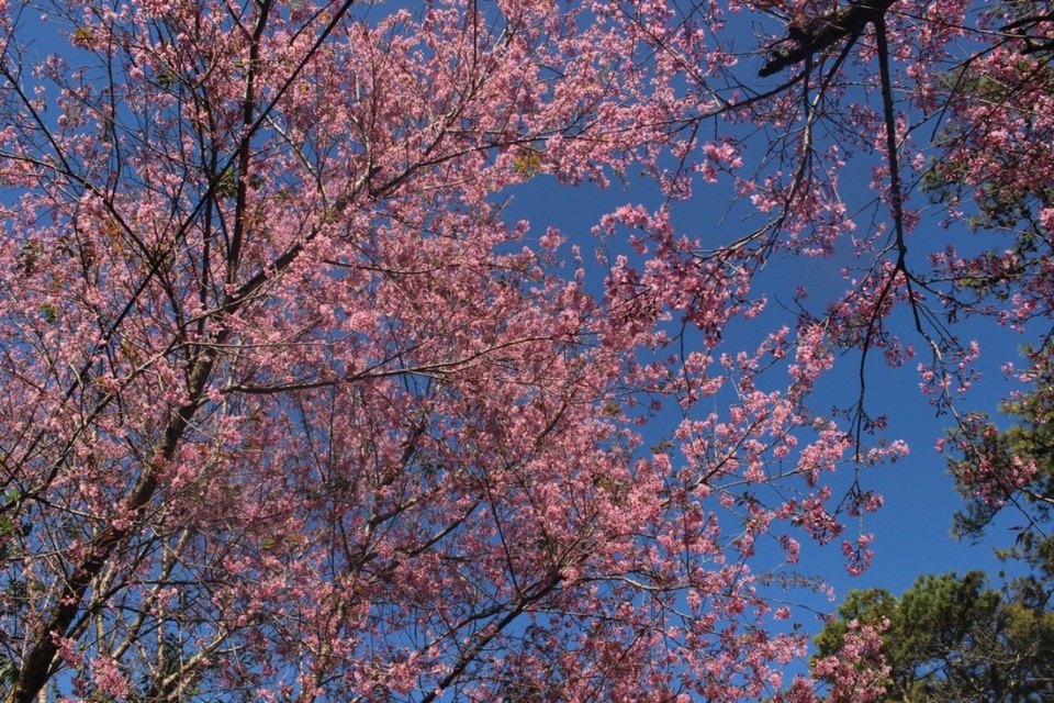 Ngày hội mai anh đào Đà Lạt sẽ diễn ra sau Tết Nguyên đán 2017