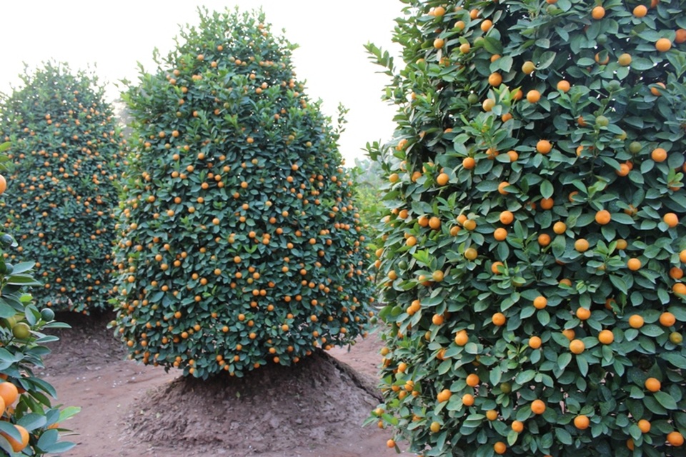 
Ở những cây to, quả cũng rất bé, không mọng nước.
