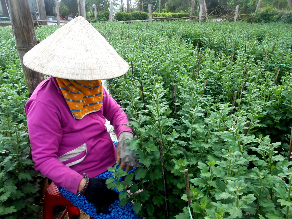 Làng hoa Hội An thấp thỏm chờ Tết - 2 Chỉ cần thời tiết nắng ấm, đến ngày 15 Âm lịch thì hoa cúc sẽ nở đẹp