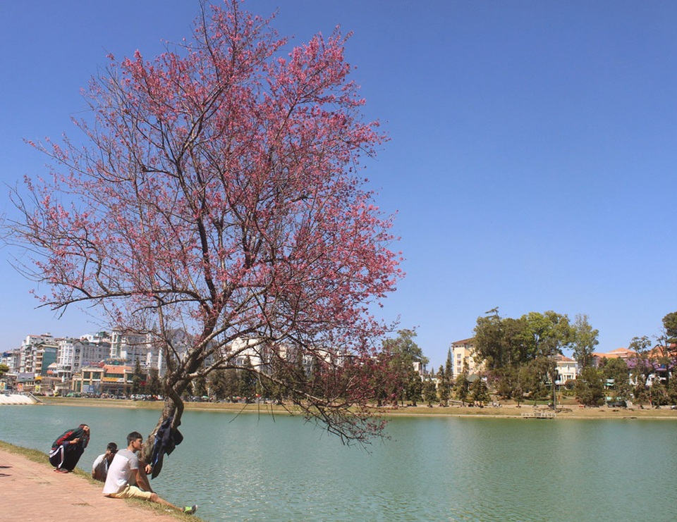 Mai anh đào khoe sắc bên bờ hồ Xuân Hương