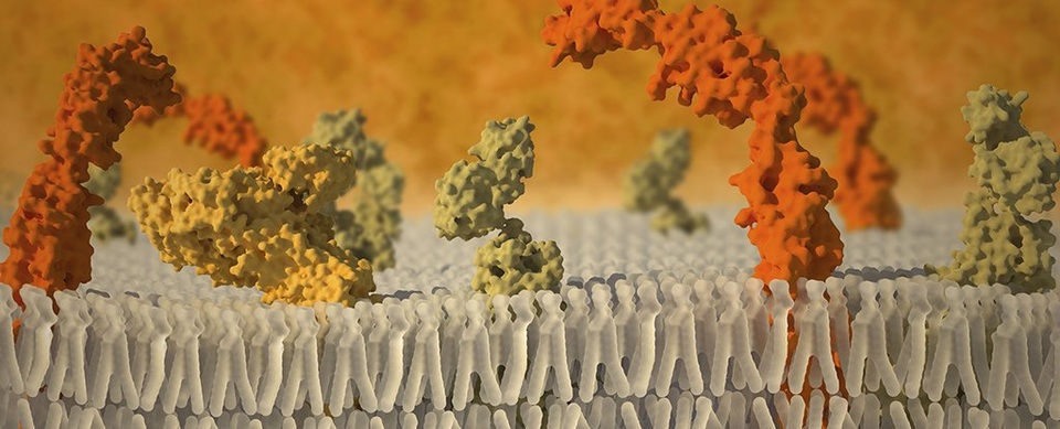Mô phỏng chính xác phương thức virus tấn công tế bào - 1 Mô phỏng chính xác phương thức virus tấn công tế bào - 1
