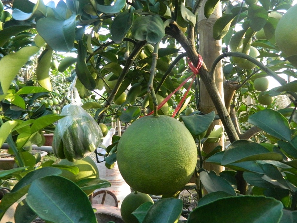Người trồng bưởi cảnh trên “đất vàng” Văn Trì - 4
Những trái phật thủ được ghép lên thân bưởi.