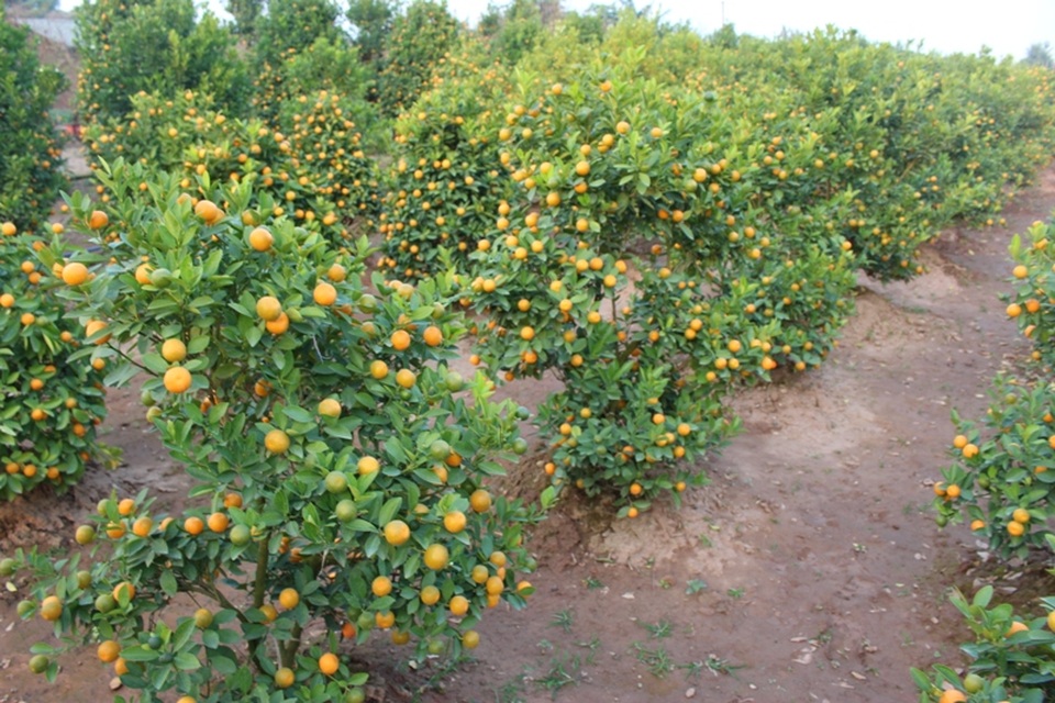 
Người trồng quất đang đứng trước nỗi lo mất mùa.
