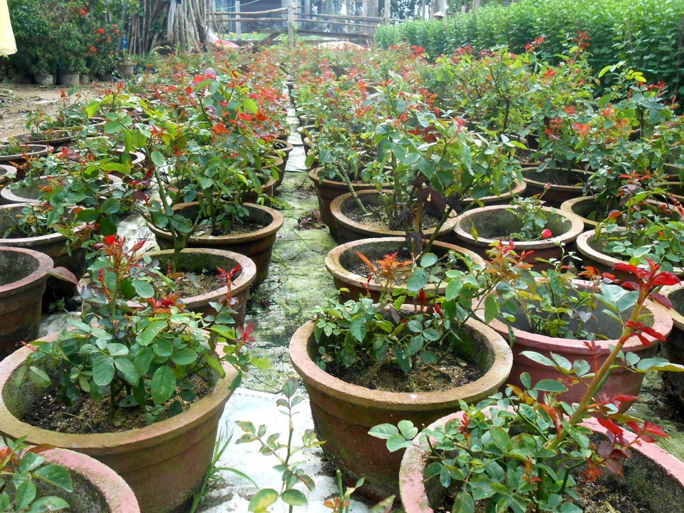 Làng hoa Hội An thấp thỏm chờ Tết - 3 Hoa hồng đến bây giờ lá vẫn ra rất ít, cây còi cọc