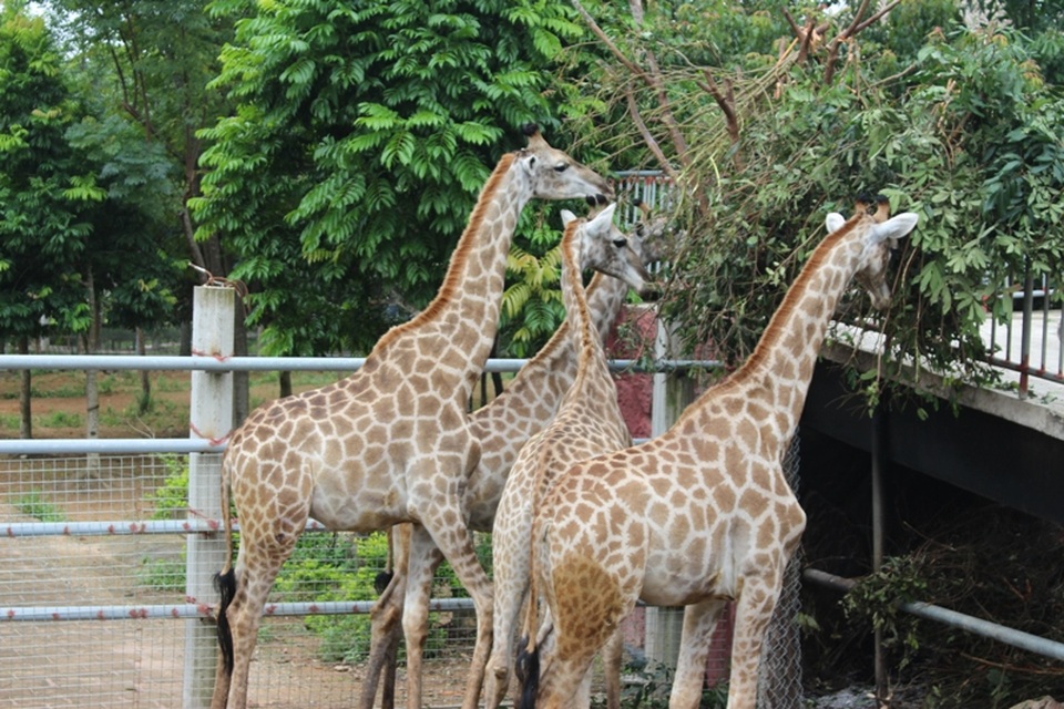 Hươu cao cổ châu Phi.