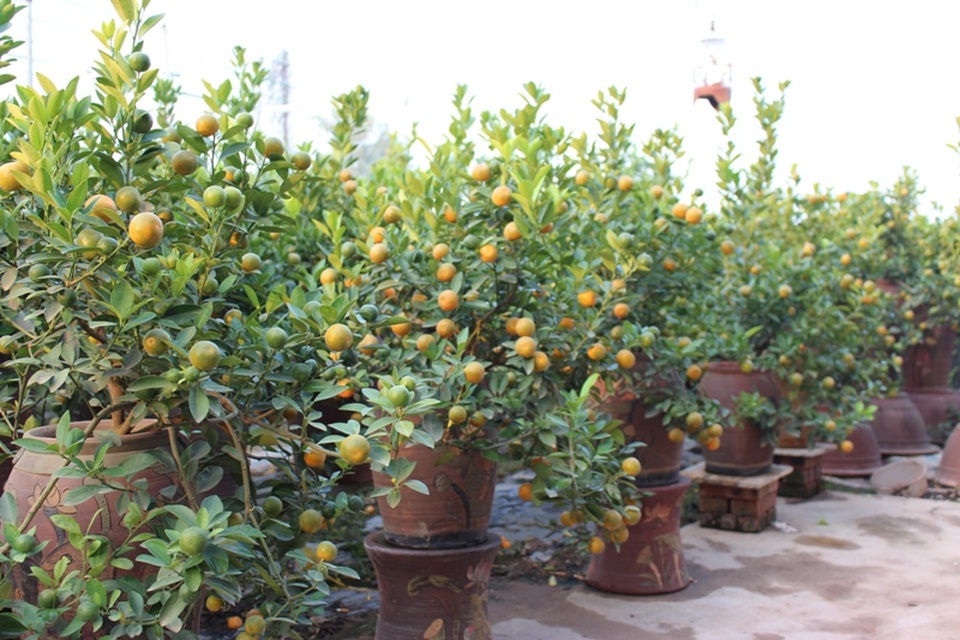 
Vườn cây quất bonsai, quất thế.
