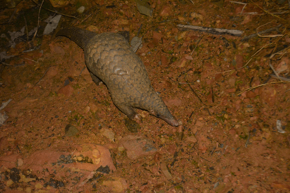 
Tê tê được tái thả về rừng (Ảnh: SVW cung cấp).
