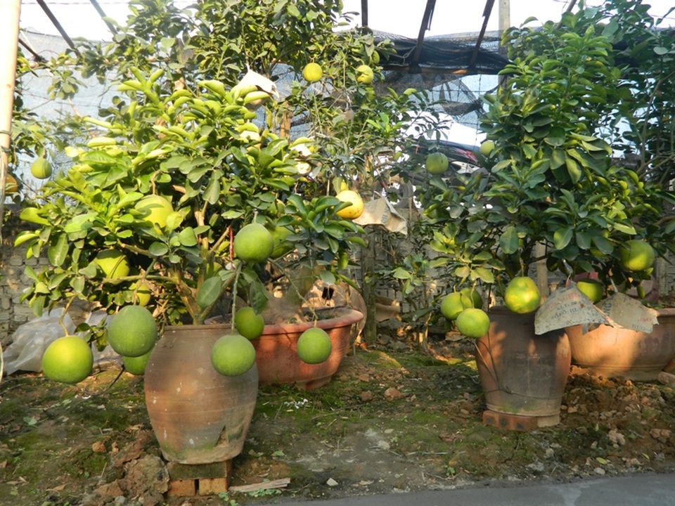 Người trồng bưởi cảnh trên “đất vàng” Văn Trì - 5
Những chậu nhỏ có giá từ 3-4 triệu, chậu cao hơn đầu người dao động trong khoảng 8-12 triệu.