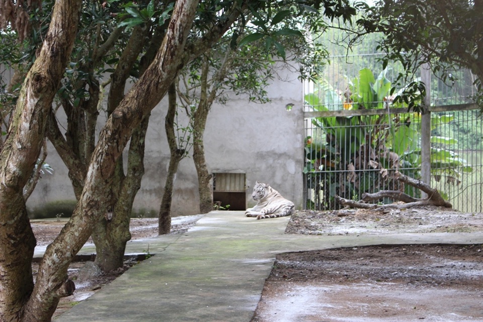 Hổ trắng- loài thú quý hiếm có mặt trong vườn thú.
