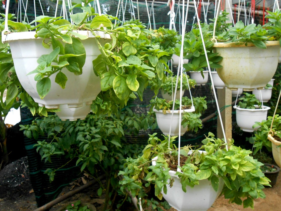 Làng hoa Hội An thấp thỏm chờ Tết - 5 Làng hoa Hội An thấp thỏm chờ Tết - 5