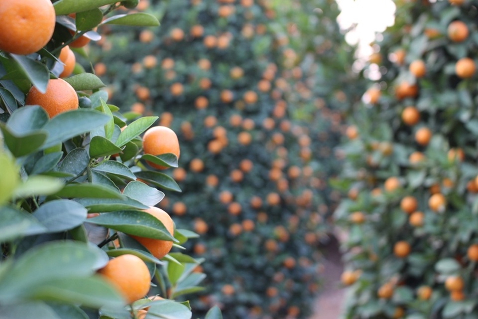 
Mùa quất năm nay trông vào trời, trông cả vào… người mua.
