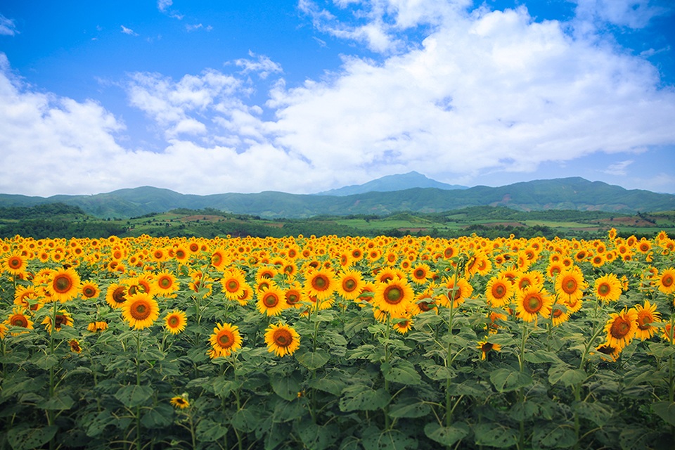 Chữ “Tâm” trong kinh doanh của BAC A BANK - 2
Cánh đồng hoa hướng dương trang trại bò sữa TH - một dự án tiêu biểu do Ngân hàng Bắc Á tư vấn đầu tư.