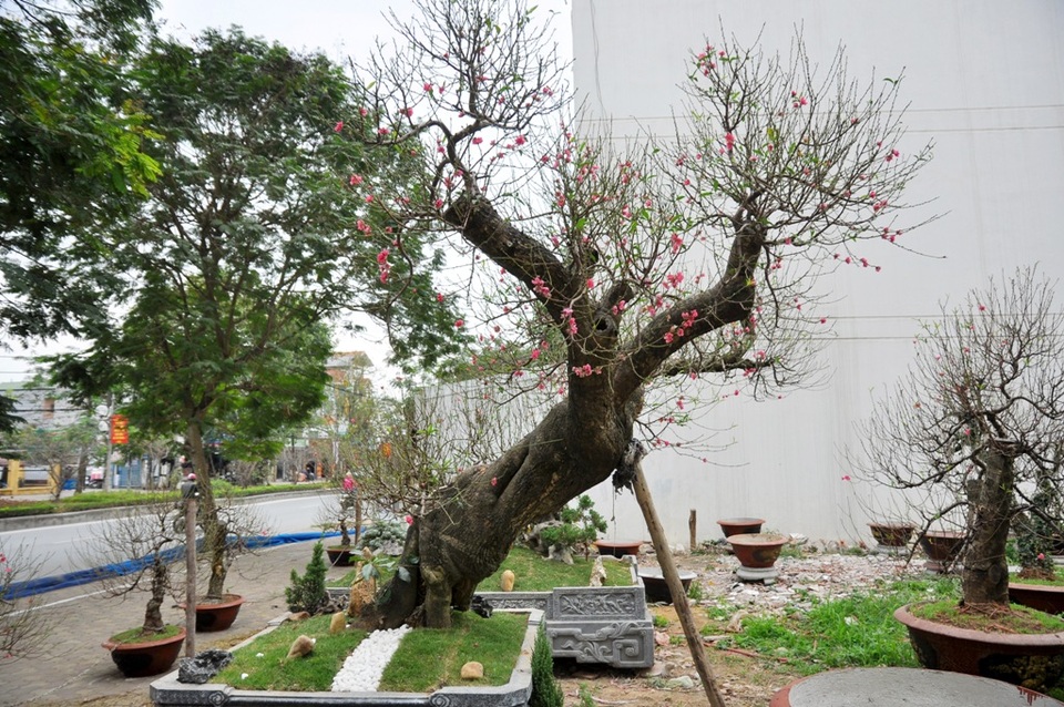 
Cây đào có thân xù xì, vảy mốc. Gốc cây uốn mình, tựa như thân rồng đang vặn mình vươn lên.
