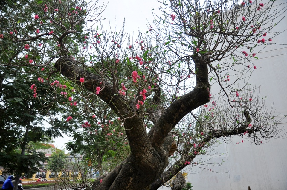 
Nhờ có hình dáng đẹp, độc đáo nên hiện tại hai cây đào này đã có chủ nhân đến thuê về chơi Tết Đinh Dậu. Theo tiết lộ của chủ vườn này, hai cây đào rừng cổ thụ này được anh cho thuê với giá 80 -85 triệu đồng/cây và bán đứt với giá là 120 triệu đồng/cây. Hiện tại hai cây đào cổ thụ này đang được chăm sóc và chỉnh sửa ở những khâu cuối cùng để bàn giao cho người thuê trong những ngày tới.
