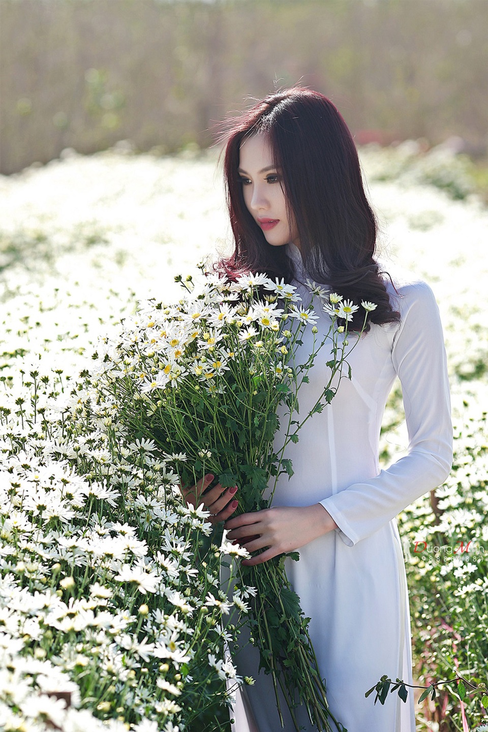 Người đẹp Hà thành khoe sắc bên cúc họa mi cuối mùa - 11 Người đẹp Hà thành khoe sắc bên cúc họa mi cuối mùa - 11