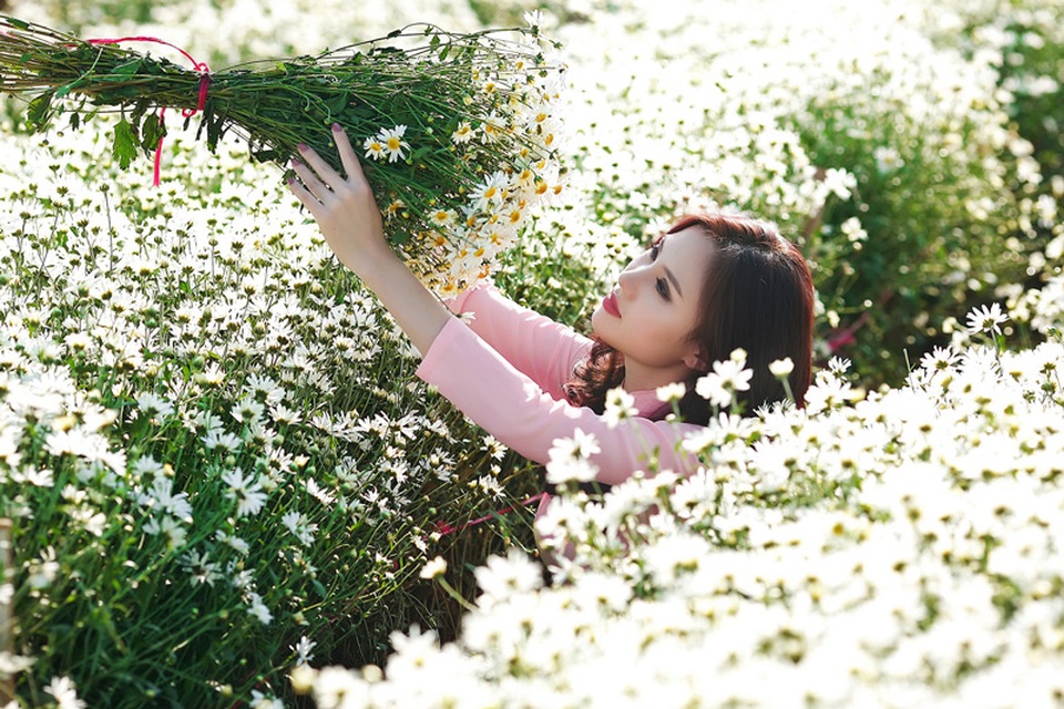 Người đẹp Hà thành khoe sắc bên cúc họa mi cuối mùa - 4 Người đẹp Hà thành khoe sắc bên cúc họa mi cuối mùa - 4