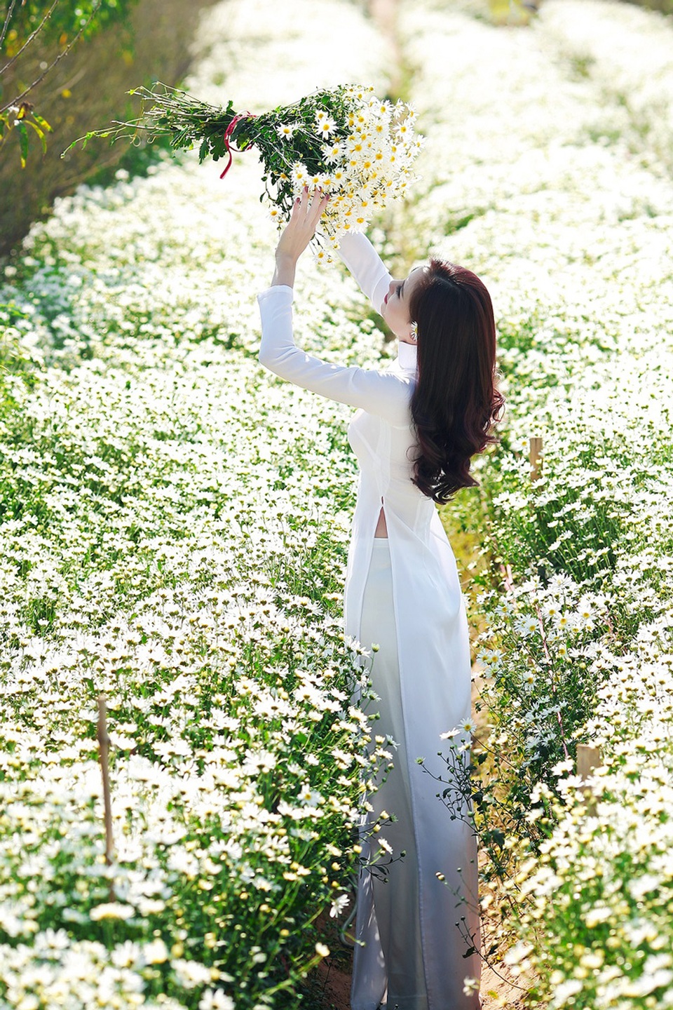 Người đẹp Hà thành khoe sắc bên cúc họa mi cuối mùa - 13 Người đẹp Hà thành khoe sắc bên cúc họa mi cuối mùa - 13