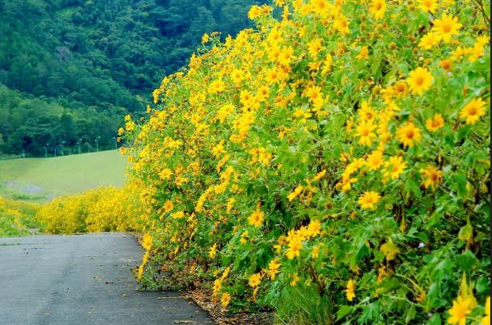 Rực rỡ sắc hoa mùa cuối năm - 3