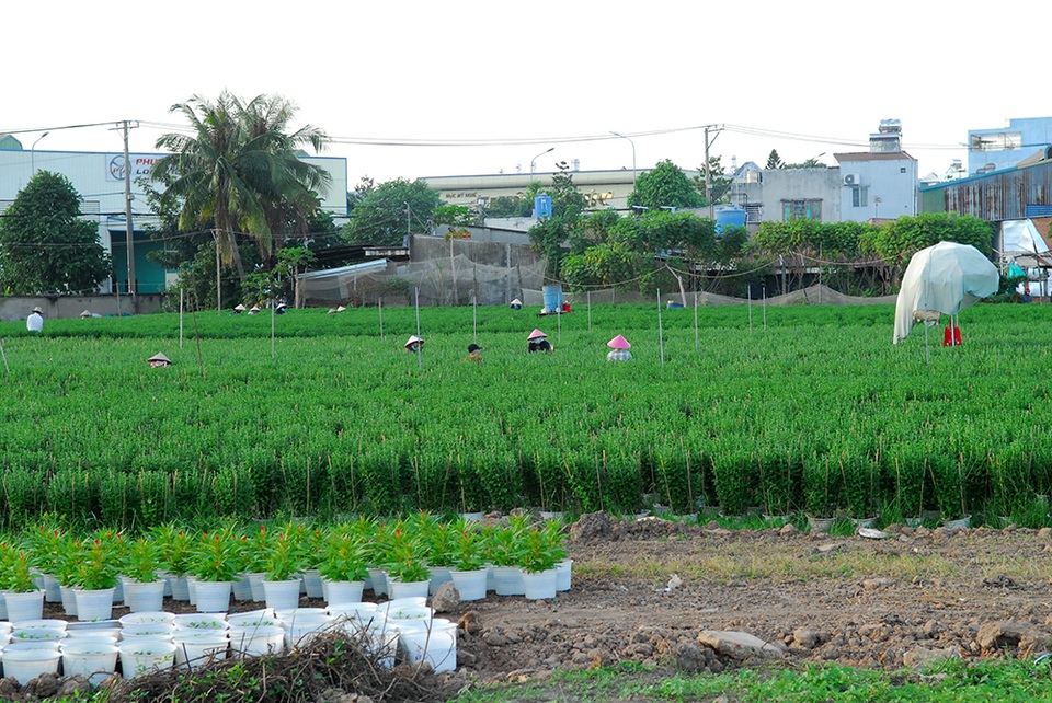 Hoa tết không kết nụ, nông dân xót xa vứt bỏ hàng nghìn chậu - 5 Hoa tết không kết nụ, nông dân xót xa vứt bỏ hàng nghìn chậu - 5