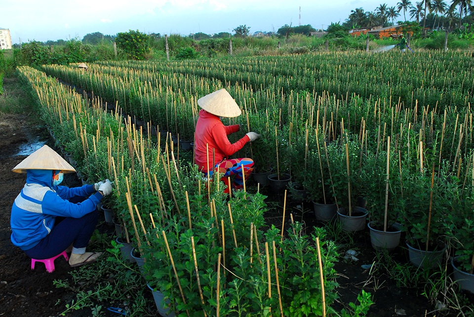 Hoa tết không kết nụ, nông dân xót xa vứt bỏ hàng nghìn chậu - 9 Hoa tết không kết nụ, nông dân xót xa vứt bỏ hàng nghìn chậu - 9