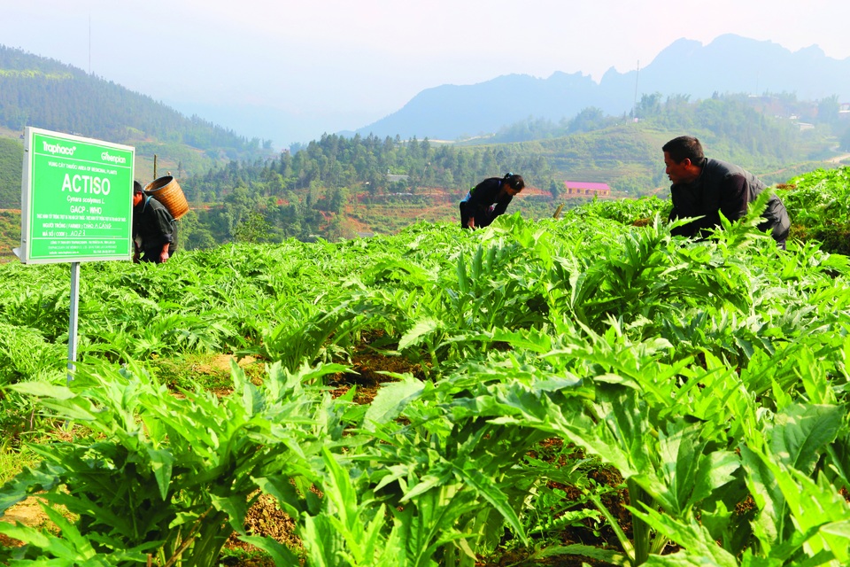 Boganic – “Người bạn thân thiết” của doanh nhân & văn nghệ sĩ - 2
Vùng trồng Actiso đạt chuẩn GACP-WHO của Traphaco tại Sapa