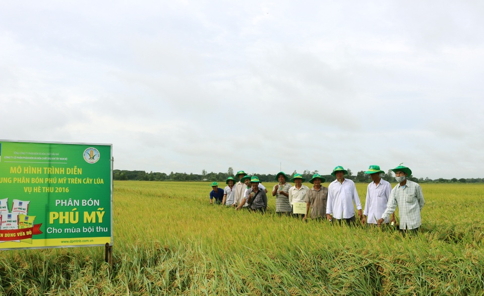 Quy trình sử dụng Phân bón Phú Mỹ hợp lý cho cây lúa vùng xâm nhập mặn đạt hiệu quả cao - 1