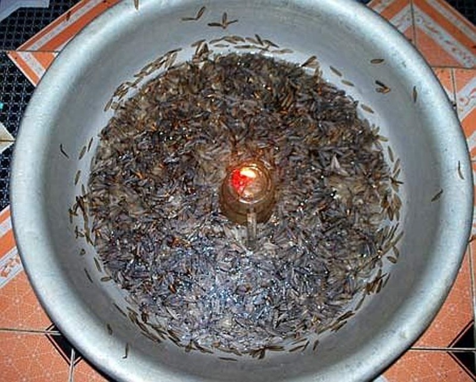 Rùng mình với những món ăn từ… mối - 1 Rùng mình với những món ăn từ… mối - 1
