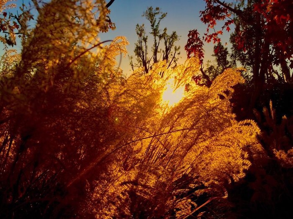 Ngắm ảnh chụp tuyệt đẹp từ iPhone của bé 13 tuổi - 3