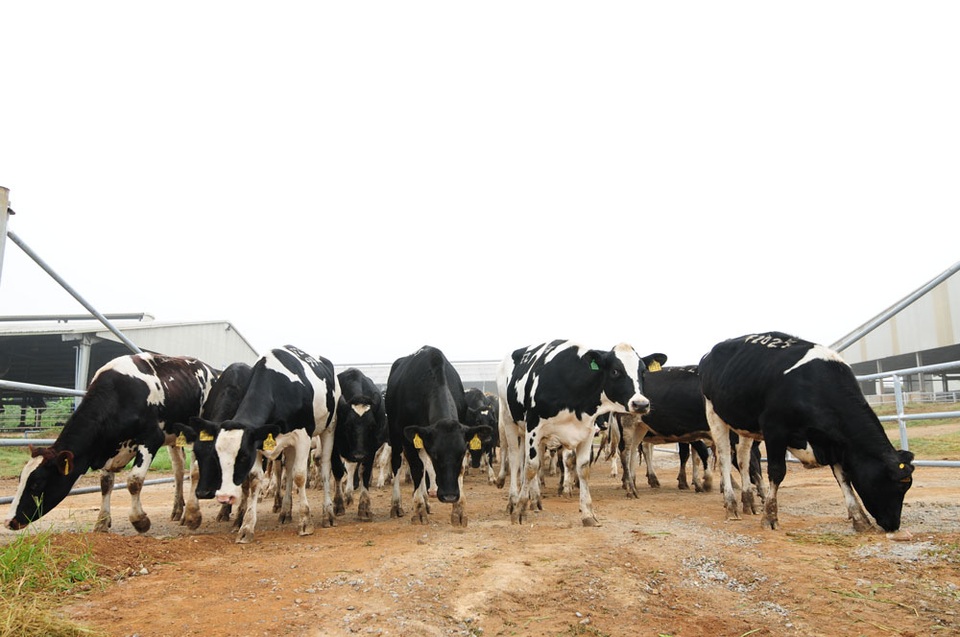 TH true MILK hé lộ mô hình trang trại bò sữa hữu cơ - 1
Đàn bò organic của trang trại TH