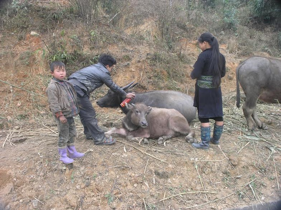 
Nông dân tỉnh Lào Cai chăm sóc đàn trâu để phòng chống dịch bệnh lở mồm long móng
