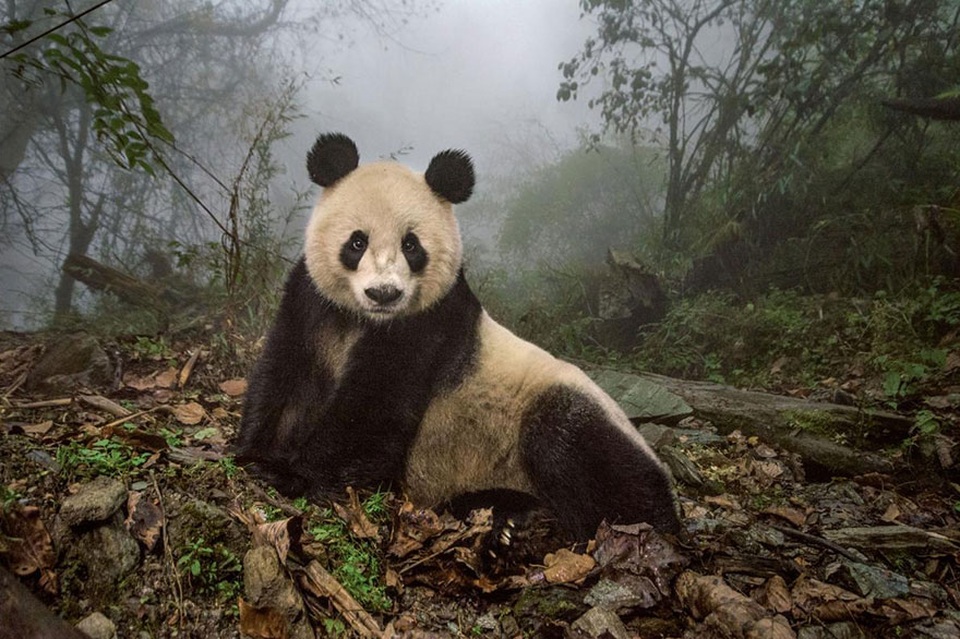 Những bức ảnh ấn tượng nhất 2016 do National Geographic bình chọn - 3 3. Ye Ye, một chú gấu trúc khổng lồ 16 tuổi, ngồi nghỉ ngơi với không gian tĩnh lặng bên trong trung tâm bảo tồn thuộc Tổ chức bảo tồn thiên nhiên Wolong ở Trung Quốc.