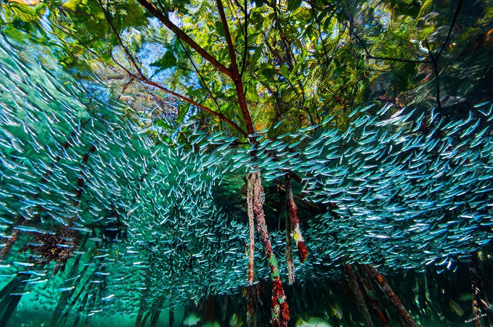 Những bức ảnh ấn tượng nhất 2016 do National Geographic bình chọn - 4 4. Những đàn cá con bám dày đặc quanh rạn san hô trong khu rừng ngập mặn ở Cuba.