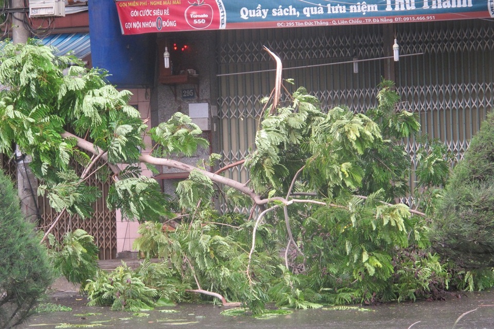 Có khoảng 155 cây xanh bị gãy đổ do bão số 4