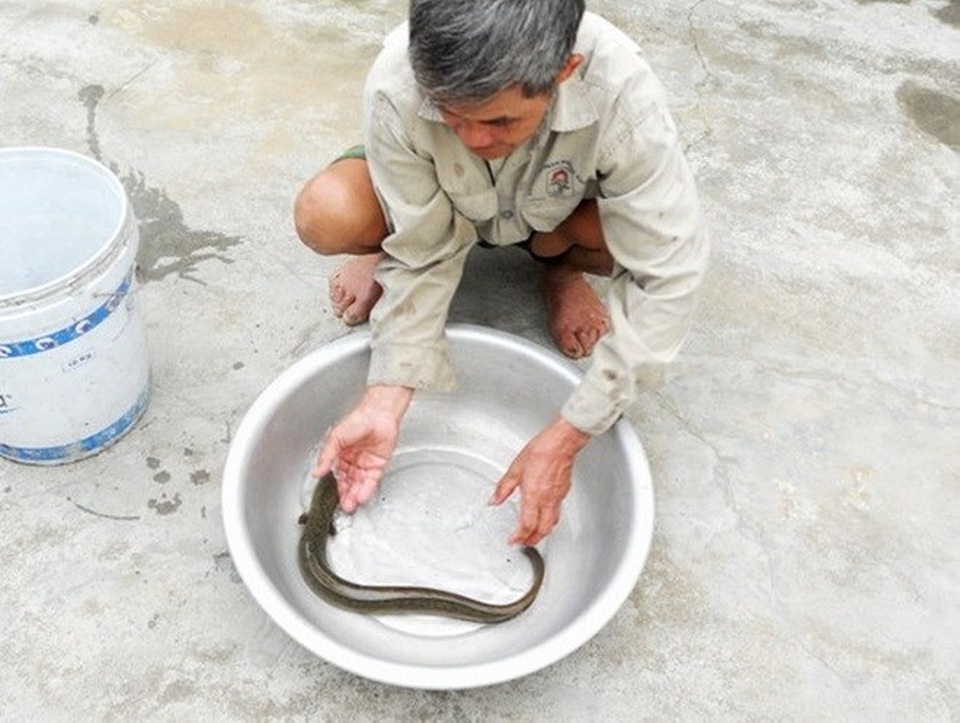 Săn cá chình bổ sinh lực kiếm cả triệu đồng mỗi đêm - 2 Cá chình thương phẩm được nuôi tại Vĩnh Thạnh từ nguồn cá giống được bắt ở các sông trên địa bàn.