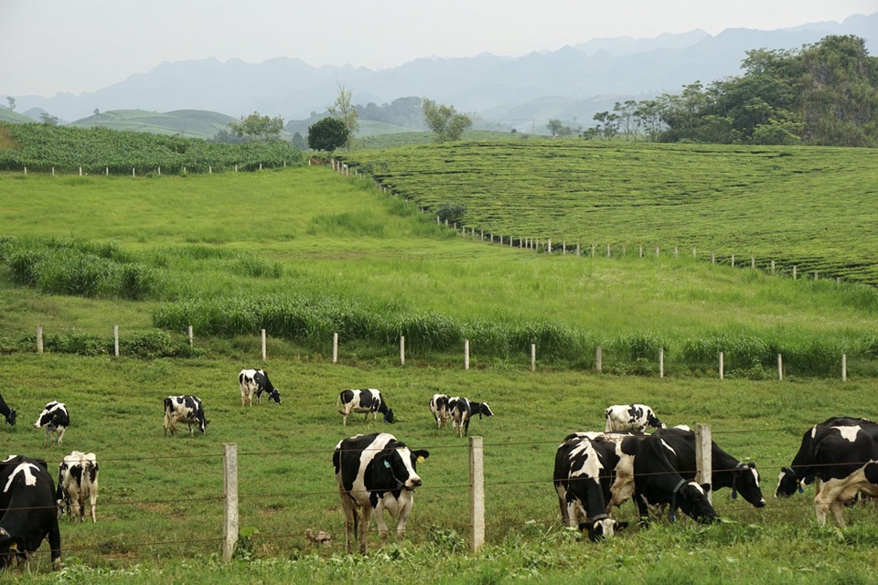Hình nền Nền Trắng Với Con Bò đen đứng đằng Sau Nó, Hình ảnh Con Bò  Holstein, Con Bò, Holstein Background Vector để tải xuống miễn phí - Pngtree