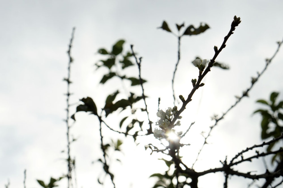 
Vào dịp tết Nguyên đán, cả thị trấn Mộc Châu trà ngập trong sắc màu của các loại hoa như đào, mận, cải... Nhưng ngay từ cuối thu, mọi người đã có thể chiêm ngưỡng những vườn mận nở hoa trắng muốt.
