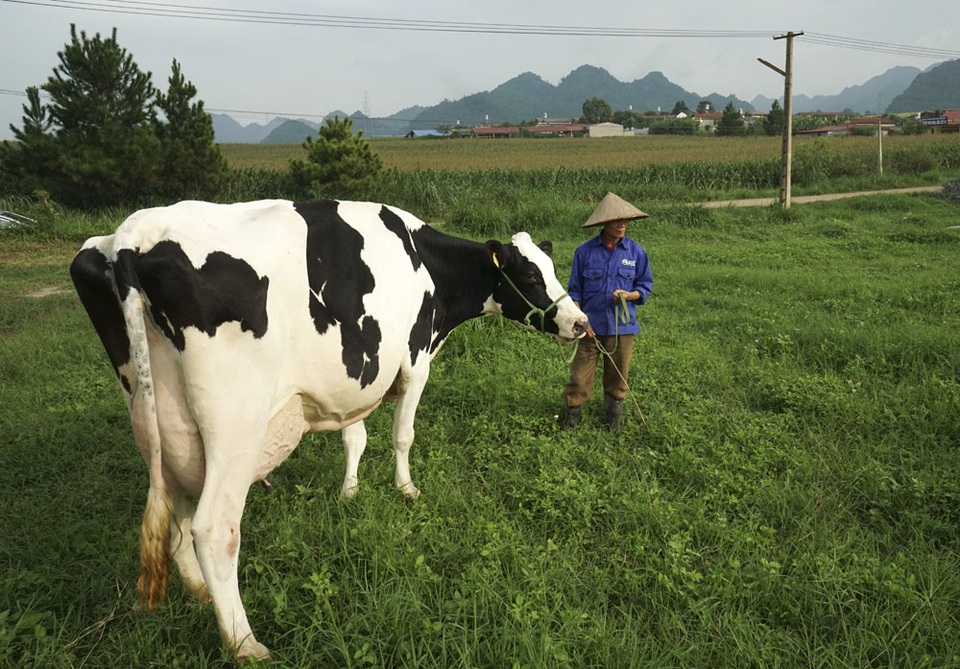 Chính vì điều kiện địa lý và khí hậu thuận lợi, Mộc Châu đang rất phát triển nghề chăn nuôi bò sữa, hiện nay đàn bò của Mộc Châu đã lên đến hơn 21 nghìn con và sẽ còn tiếp tục tăng. Nhiều dân phượt chỉ vì ham mê hình ảnh đàn bò sữa lốm đốm trên thảo nguyên thơ mộng đã lặn lội hàng trăm km để tận mắt chiêm ngưỡng hình ảnh này.
