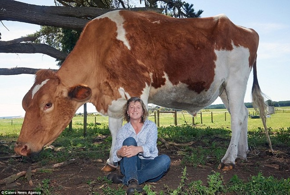 Choáng váng với con bò khổng lồ lớn nhất Australia - 1 Big Moo dài 4,2m và cao tới 1m9. (Nguồn: Caters News Agency)