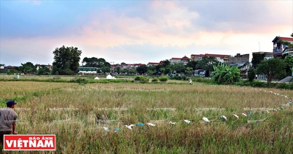 Những người thợ săn châu chấu dùng sợi dây dài, trên dây buộc các túi nilon để lùa châu chấu tập trung vào một khoảnh ruộng. (Ảnh: Công Đạt/Báo Ảnh Việt Nam)