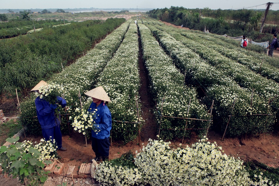 Cúc họa mi được mùa, nông dân Hà Nội thu cả trăm triệu - 1 Cuối thu đầu đông là thời điểm cúc họa mi nở rộ, những vườn hoa nổi tiếng tại Hà Nội như Nhật Tân, Tây Tựu đã bung nở. Người nông dân đang hối hả thu hoạch cúc họa mi để mang đổ buôn cho các thương lái.