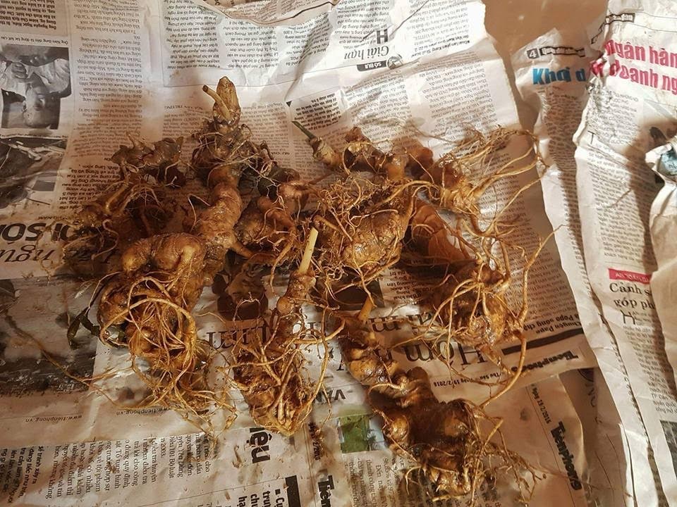 Bí mật đinh sắt chục triệu trong củ sâm Ngọc Linh nặng hơn 1kg - 1
Sâm Ngọc linh trồng thường được làm giả từ tam thất bắc