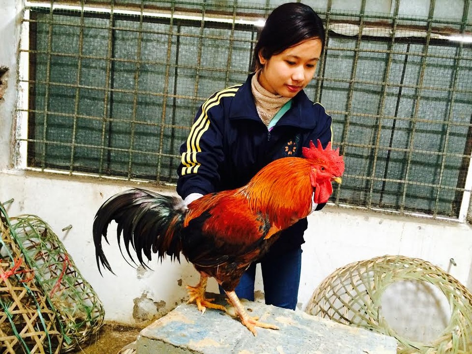 Gà "huyền thoại" 50 triệu đồng/con, đại gia lùng mua cúng tết - 1 Gà "huyền thoại" 50 triệu đồng/con, đại gia lùng mua cúng tết - 1