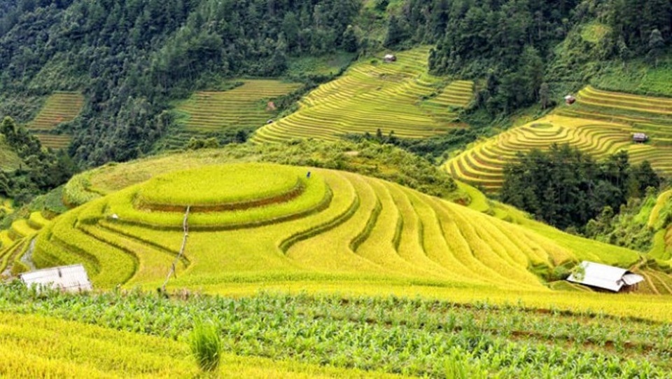 Ngỡ ngàng vẻ đẹp Mù Cang Chải mùa lúa chín - 1 Ngỡ ngàng vẻ đẹp Mù Cang Chải mùa lúa chín - 1