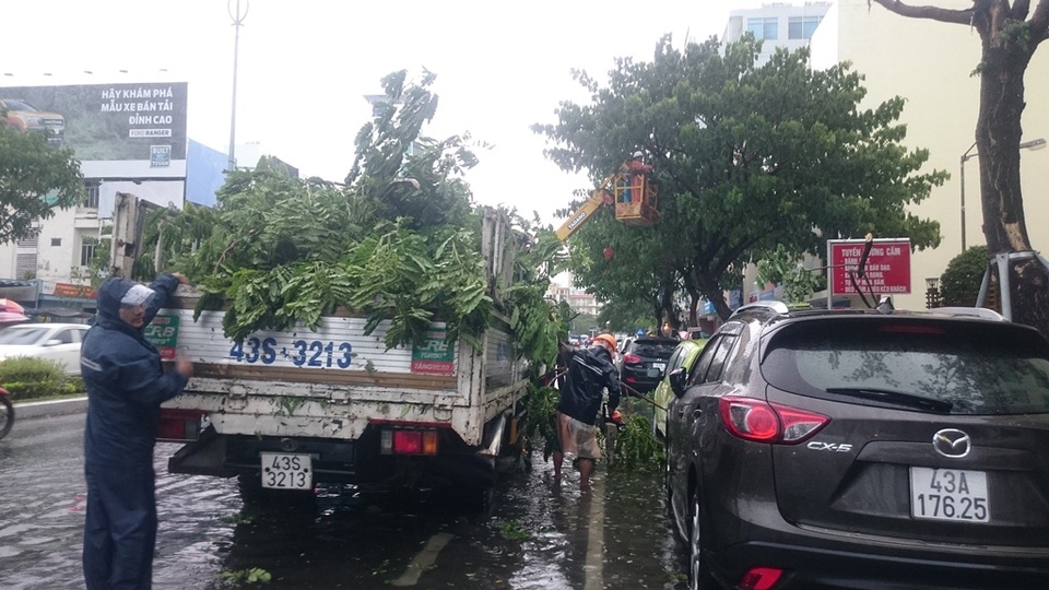 Tối nay áp thấp nhiệt đới mạnh lên thành bão, Đà Nẵng họp khẩn - 4 Công ty cây xanh cắt tỉa cây phòng chống bão