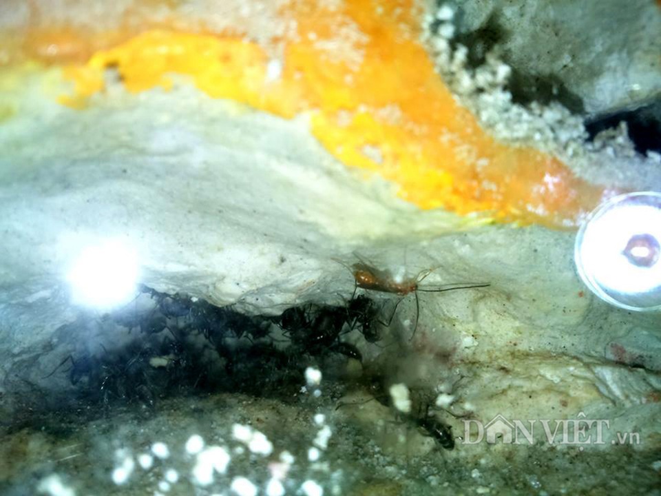 Chơi kiến kiểng độc - mô hình có một không hai ở Việt Nam - 2
Cận cảnh loài kiến bù nhọt được anh Khiêm nuôi trong hang, hộc có trong bể cảnh do tự anh thiết kế.