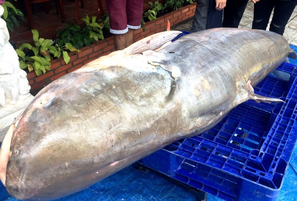 Tắc đường vì dân kéo nhau đi xem cá “khủng” hơn 200kg - 5 Cá tra nặng 200kg ở An Giang đã được bán về TPHCM