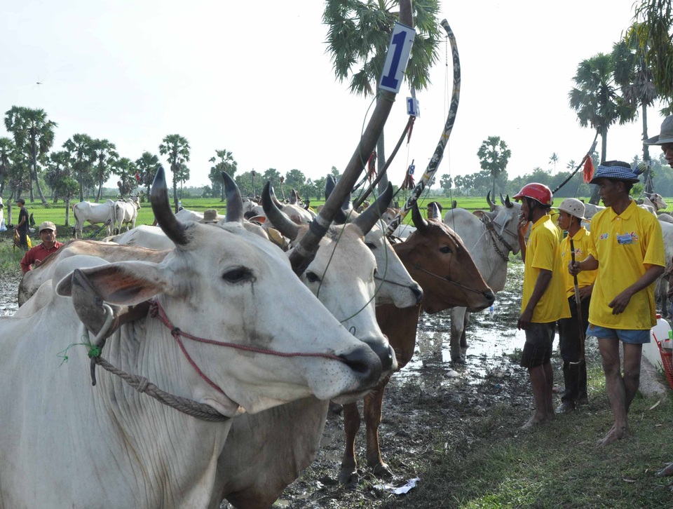 Vui lễ hội đua bò cùng đồng bào Khmer vùng Bảy Núi - 1 Vui lễ hội đua bò cùng đồng bào Khmer vùng Bảy Núi - 1