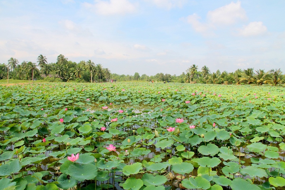 E ấp đồng sen Long Phước giữa lòng Sài Thành - 1 E ấp đồng sen Long Phước giữa lòng Sài Thành - 1