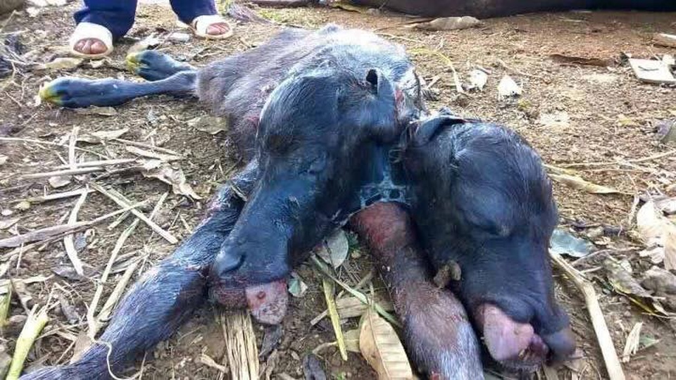 Hòa Bình: Hi hữu nghé có 2 đầu được đưa ra khỏi bụng mẹ bằng... máy cày - 1 Con nghé có 2 đầu của nhà ông Lê Đăng Quỳnh