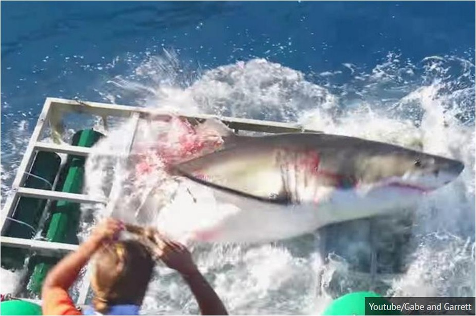 Khoảnh khắc kinh hoàng cùng với cá mập trắng